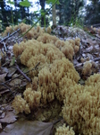 FZ008570 Strict-branch coral fungus (Ramaria stricta).jpg